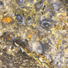 Up-close 5X magnification of this Rhynie Chert, showing colorful detail of an assortment of structures, Sciencemall-USA