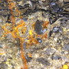 Magnification at 5X of this exact specimen of Rhynie Chert, showing interesting detail of probable algae, mold, and fungus