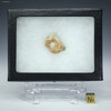 Pook's pebble facing front, created during the Chicxulub impact event, Specimen ID: 72988, Sciencemall-USA