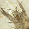 Fossil crayfish chelae and antennae detail, Palaeocambarus licenti, Early Cretaceous China, Sciencemall-USA