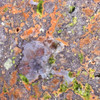 Macro image of Copper ore Specimen ID: 25957, 4× Sciencemall-USA