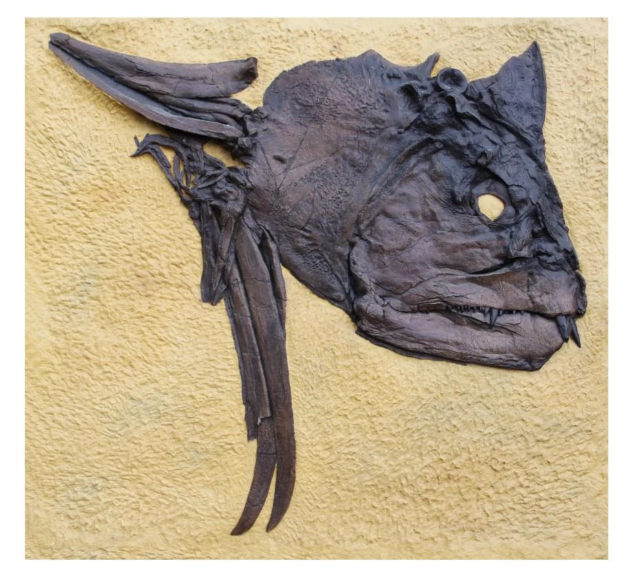 魚化石 標本 本物 Fossil Fish 希少 ラージサイズ 32*21cm Xiphactinus Large Fossil Fish Skull Wall Display