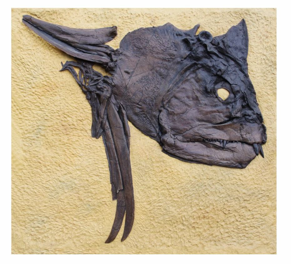 Xiphactinus Large Fossil Fish Skull Wall Display