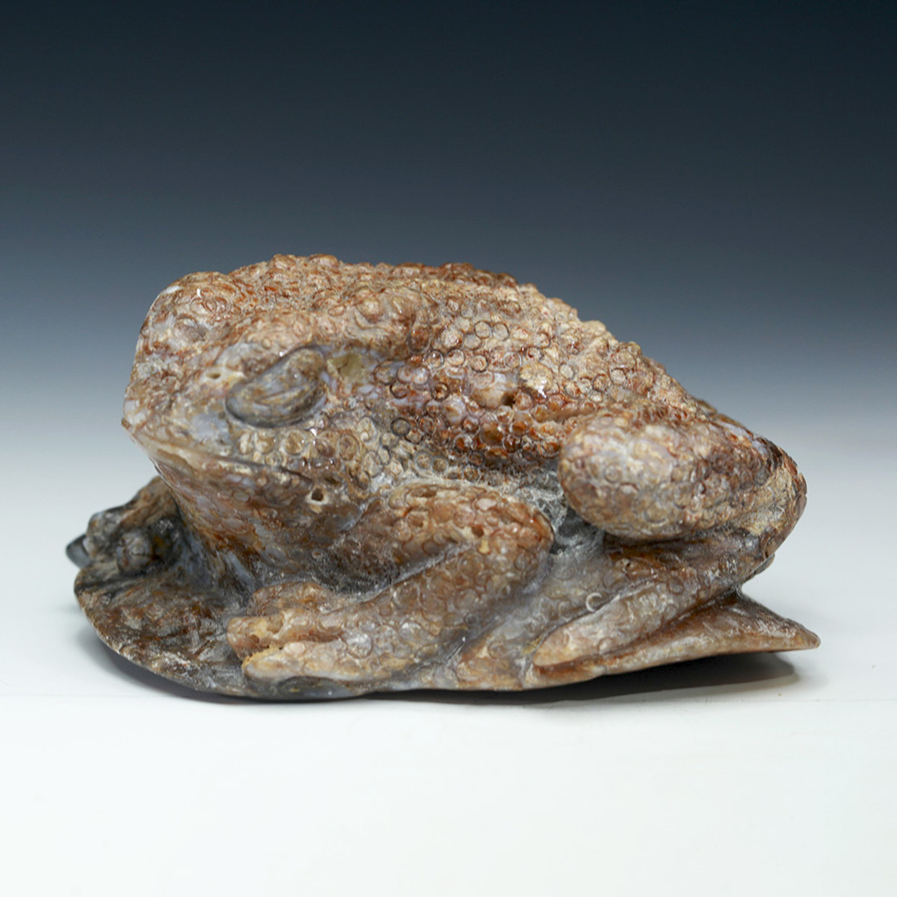toad fossil