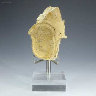 White smoker chimney 27043 facing front on a plexiglass stand, Sciencemall-USA White smoker chimney 27043 facing front on a plexiglass stand, Sciencemall-USA