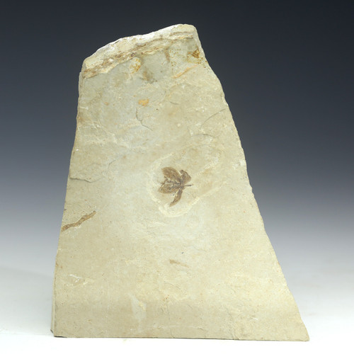 Astronium Eocene fossil flower with stem on a shale matrix, shown on a graduated white to black background.