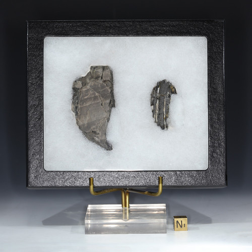 K-Pg boundary extinction rock [16059] from Newcastle Wyoming  shown in a large Riker display box with sizing cube.