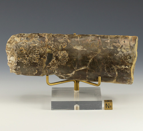 Fossil baculite walking stick fossil from South Dakota, front on a display stand, Sciencemall