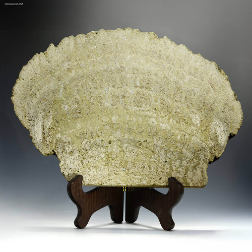 Stromatolite from Wyoming, huge 10.7 lb facing front on a wooden stand, at Sciencemall-USA.