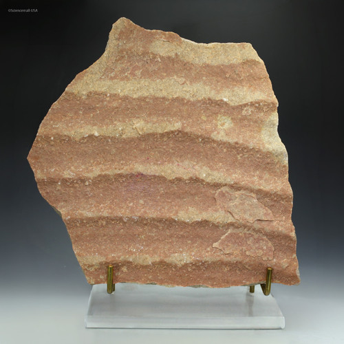 Ancient beach ripple marks from the Flinders Ranges, South Australia, facing front on a display stand, Sciencemall-USA