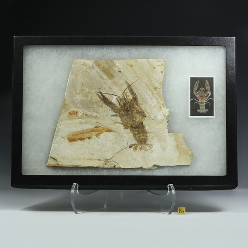 Fossil crayfish Palaeocambarus licenti with  fish, Jehol Biota, Liaoning, China, in Riker display case, Sciencemall-USA