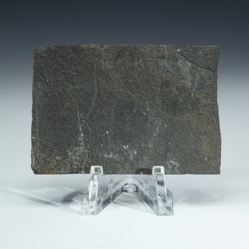 Devonian Mass Extinction Kellwasser, facing front on a display stand, Sciencemall-USA