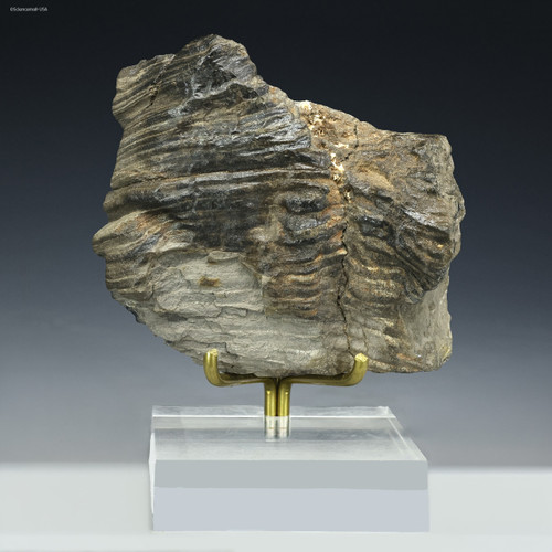Front-facing Antarctica Wood specimen ID:781128 on a stand, Sciencemall-USA