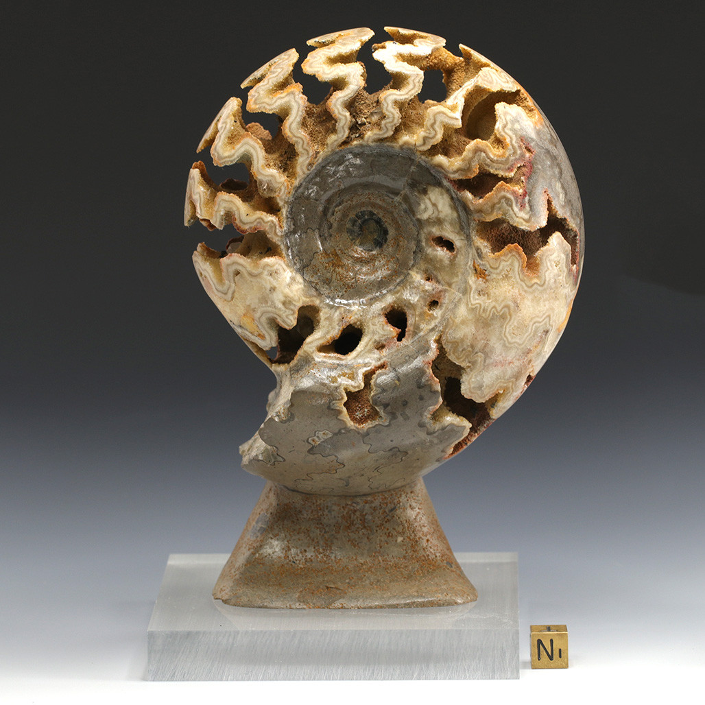 Schlobacchia_Ammonite_Front_1.
