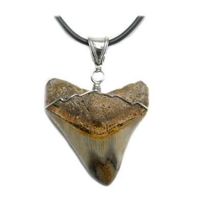 Mana Koa Mother-of-Pearl Shark Tooth Pendant – Showcase Hawaii