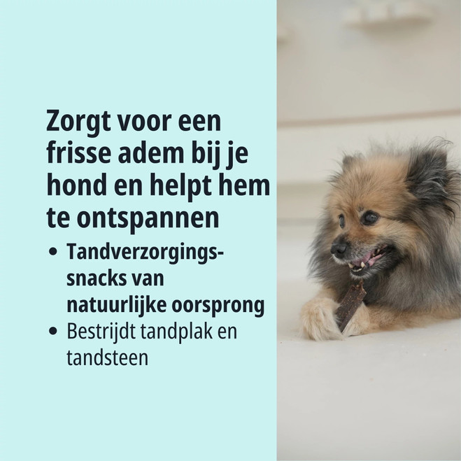 NL_VEGGIEDENT-FR3SHZEN_Transition-visuals_3_2026.jpg