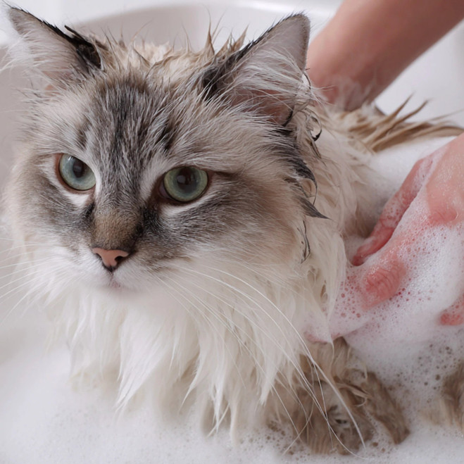 NL_Pyoderm-Shampoo_Unity-visual_5_2026.jpg
