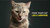 Tiki Cat After Dark Wet Cat Food, Chicken & Quail Egg, Multipack, 24 Count