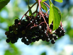 Best Immune Support Supplements for Daily Wellness