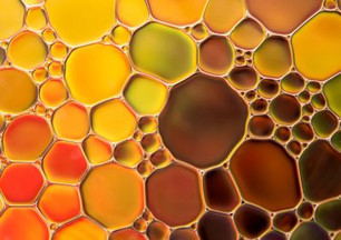 Fish Oil vs. Algae Oil: Understanding Two Popular Sources of Omega-3s