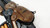 Lord Of Wolves Destiny Prop