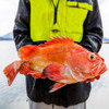 Rockfish Fillet