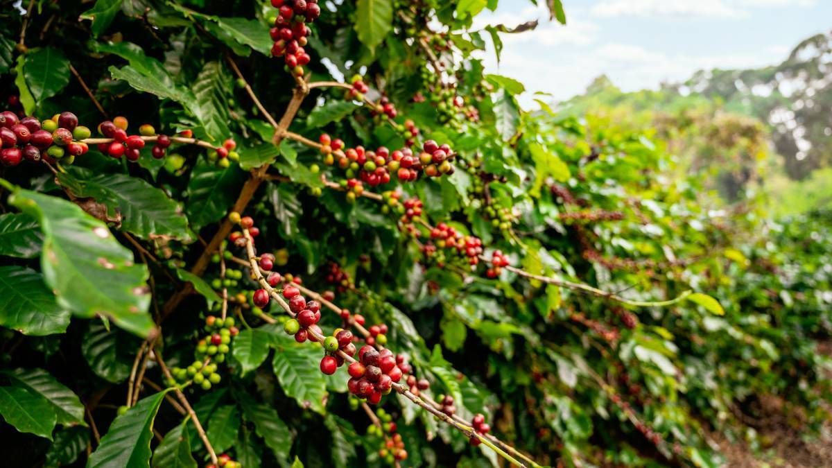 Coffee Origins