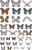 Tim Holtz Idea-ology Transparent Wings