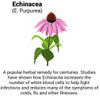 Approved ScienceImmune Booster  Extra Strength Support  Elderberry Extract Echinacea Vitamin D3 and C Zinc  All Natural  180 Capsules  3 Months Supply