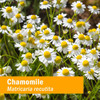 Herb Pharm Chamomile Extract - 1 fl oz