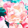 Bulgari Rose Goldea Blossom Delight Eau de Parfum Spray 75ml