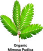 Amen Organic Mimosa Pudica Seeds Capsules, 2 Month Supply, Vegan Mimosa Pudica Seed Plant Supplement - Mimosine Sensitive Plant Pills - Fat Soluble Dietary Supplement - Non-GMO & Vegan - 120 Capsules