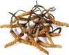 Dragon Herbs Cordyceps -- 500 Mg - 100 Capsules