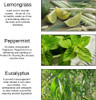 Peppermint Eucalyptus Lemongrass Essential Oil - 100% Pure Peppermint Eucalyptus Lemongrass Organic Aromatherapy Oil 10mL/0.33oz