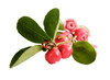Natures Fusions Wintergreen 100% Pure and Essential Oil 15 Millirs