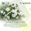 Cognance Enhanced Bacopa Capsules | 100mg | 10% Ebelin Lactone | Bacopa monnieri | Mood, Memory, & 5-HT2A Activation