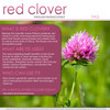 VH Nutrition Red Clover | 700 mg Capsules |Trifolium Pratense Extract