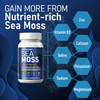 Irish Sea Moss 6000Mg - 2000Mg Black Seed Oil Ashwagandha Burdock Root Ginger Capsules - Advanced Seamoss Vitamin Multi Mineral Complex Supplement Pills For Men Women
