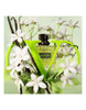 Valentino Donna Born In Roma Green Stravaganza For Women - 1.7 Oz Edp Spray Floral & Fresh Fragrance