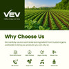 VEV Oil of Oregano with Black Seed Oil & Moringa, Organic, 300 Softgels, Aceite de Orégano, Carvacrol-Rich, Opaque Airtight Packaging, Immune Support Supplement