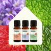 Plant Therapy Home Sparkling Laundry Essential Oil Blends Set of 3 Peppermint Grapefruit & Lavender Pure Undiluted Wash Fragrance and Scent Enhancer