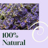 Plant Therapy Home Blissful Dreams Lavender Pillow and Linen Mist and Room Spray for Relaxation & Sleep Powered by Essential Oils Like Lavender & Roman Chamomile Aromatherapy Sleep Spray