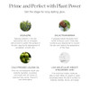 Ogee Makeup Primer - Activated Botanical Face Primer For Oily Skin & All Skin Types - Hydrating Primer With Jojoba Oil & Hyaluronic Acid - 73% Organic Ingredients & Made In Usa