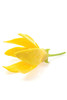 Doterra Ylang Ylang Essential Oil 15 Ml