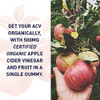 Garden Of Life Organics Apple Cider Vinegar Gummies With Vitamin B12 Organic Acv Gummy Vitamins Vegan Gluten-Free Non-Gmo 60 Gummies
