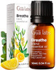 Gya Labs Breathe Essential Oil For Humidifier Cleaner & Lavender Essential Oil For Diffuser Set - Aromatherapy Grade Essential Oils Set - 2X10Ml - Gya Labs