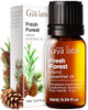 Gya Labs Fresh Forest Essential Oil Blend For Diffuser - Fresh Forest Oil For Aromatherapy Candle & Diy - 100 Pure Natural Ingredients Of Rosemary Pine Needle Cedarwood & Thuja(0.34 Fl Oz)
