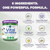 Vital Planet - Vital Gut Renew Powder Supplement For Leaky Gut Repair With L-Glutamine Marshmallow And Ginger Root Dgl Licorice Root And Organic Aloe Vera L Glutamine 6000Mg 6.88 Oz