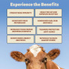 Holy Cow Health Colostrum Capsules Pure Undiluted + Highly Bioactive