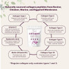 Micro Ingredients Multi Collagen Peptides Powder Packs 40 Stick
